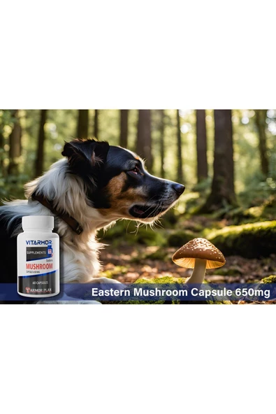VITARMOR SUPPLEMENTS MUSHROOM KEDİ & KÖPEK Bağışıklık Sistemi Destekleyici 60 Kapsül 650 mg - 3