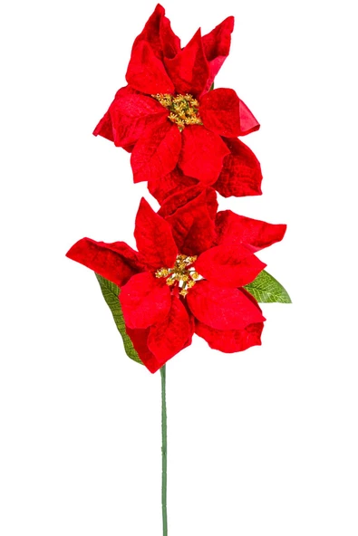 Yılbaşı Çiçeği Puansetya 2 Çiçekli Kırmızı 75 Cm ürün görseli