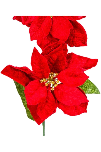 Yılbaşı Çiçeği Puansetya 2 Çiçekli Kırmızı 75 Cm - Resim 2