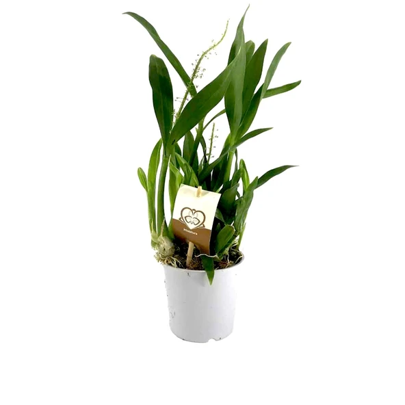 Cambria Orkide Fidesi 12 Cm Saksıda ürün görseli