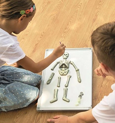 Parlayan Insan Iskeleti Magnet Seti İskelet Sistemini Öğretici Set - 4