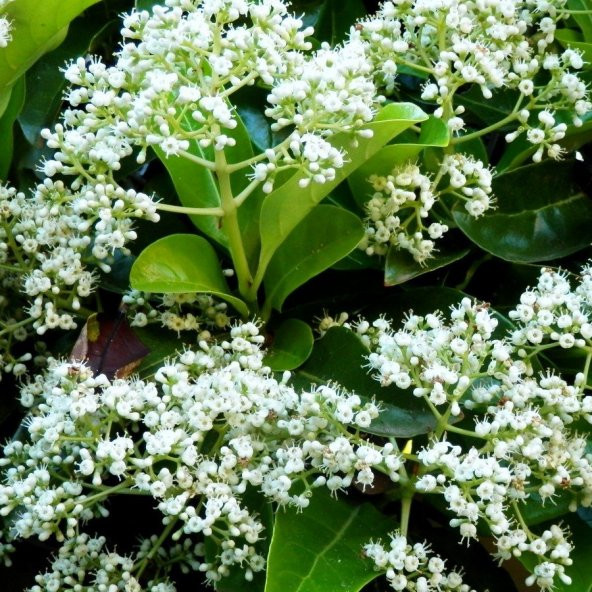 Tüplü Herdem Yeşil Yaprak Dökmeyen Kartopu Viburnum Lucidum Fidanı - 8