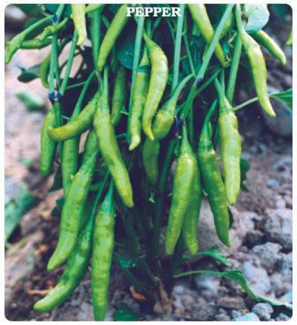 Acı Süs Biberi Fidesi (5 adet) - Resim 3