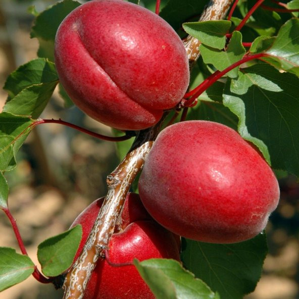 Tüplü Yüksek Verimli Zaiges Red Moon Kırmızı Kayısı Fidanı (10-30 cm) - 8