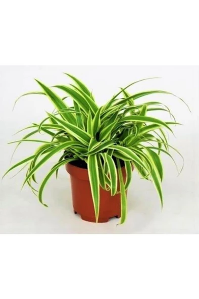 Kurdela Çiçeği Ev Ofis Iç Mekan Bitkisi 10-20 Cm - Resim 2