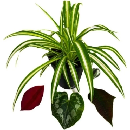 Yavrulu Chlorophytum Comosum Kurdele Çiçeği 10-20 cm