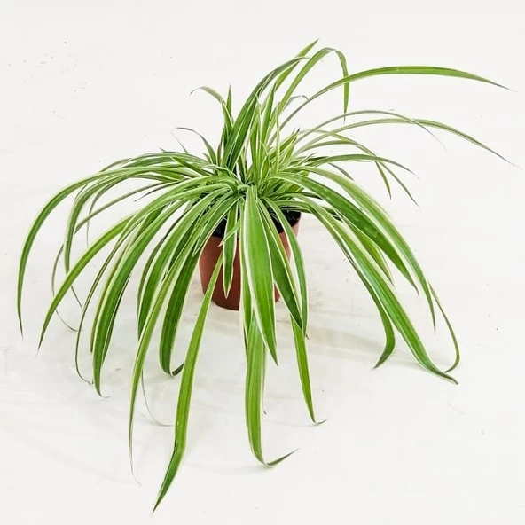 Çok Yıllık Kurdele Çiçeği Chlorophytum 10-20 cm - 5