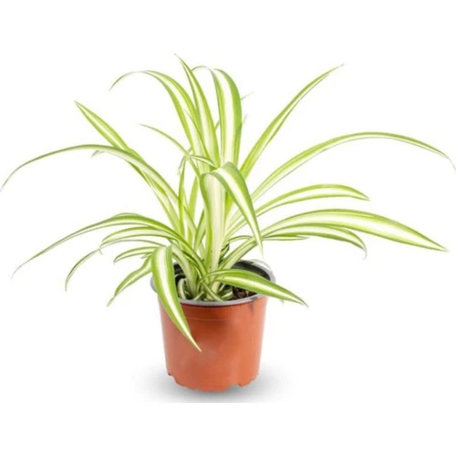 Küçük Boy Kurdele Çiçeği Chlorophytum Comosum Variegatum 10-20 cm