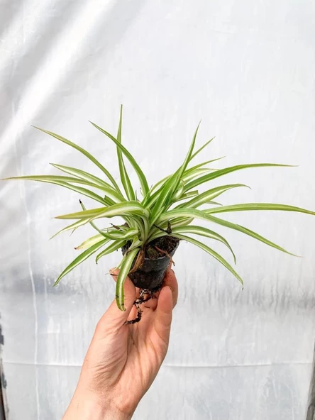 Dekoratif Kurdele Çiçeği Chlorophytum Comosum Variegatum 10-20 cm - Resim 4