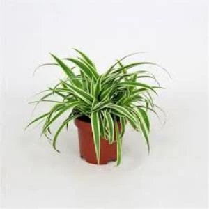 Dekoratif Kurdele Çiçeği Chlorophytum Comosum Variegatum 10-20 cm