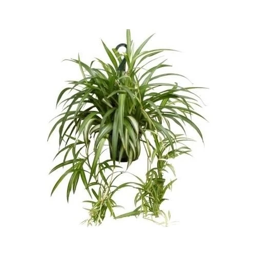 Chlorophytum comosum Kurdele Çiçeği 10-30 cm Saksıda ürün görseli