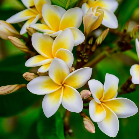 Tüplü Yoğun Kokulu Amerikan Fulu (Plumeria) Fidanı ürün görseli 1