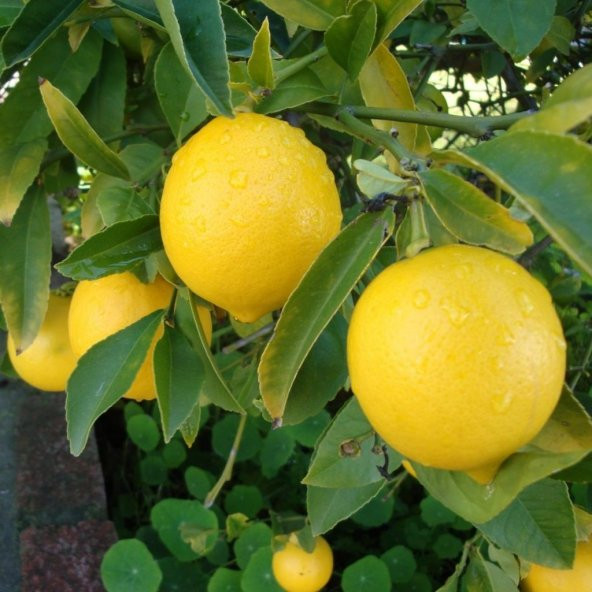 Tüplü Soğuklara Dayanıklı Verimli Yarı Bodur Mayer Limon Fidanı - 2