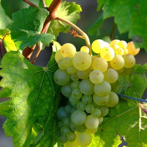 Tüplü Sarmalık Yapraklık Narince Üzüm(Asma-Bağ) Fidanı ürün görseli 1