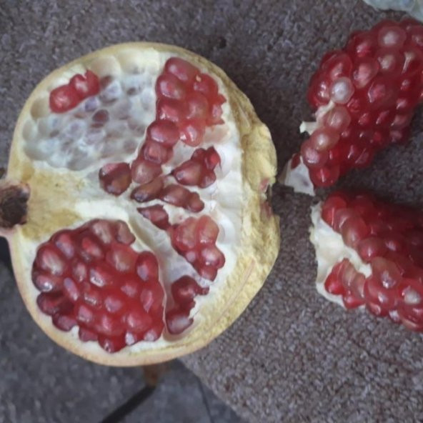 Tüplü İri Meyveli Katırbaşı Nar Fidanı - Resim 2