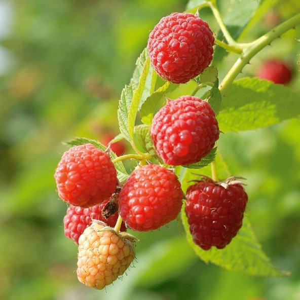 Tüplü Aromatik Verimli Yediveren Willamette Ahududu Fidanı - 2