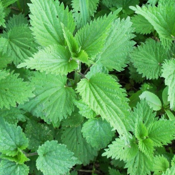 Şifalı Isırgan Otu Tohumu(150 adet ) ürün görseli 1