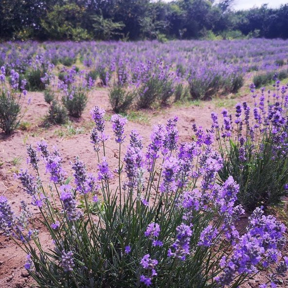 Tüplü Yoğun Kokulu Lavanta Fidanı (10-30 cm) - Resim 5