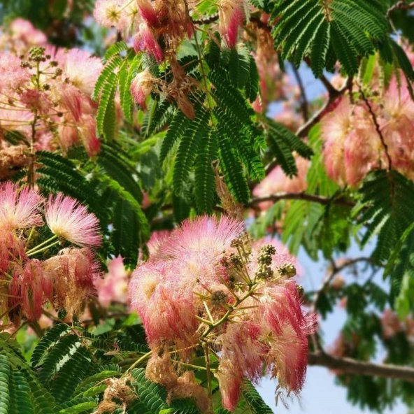 Tüplü Albizzia julibrissin Gülibrişim İpek Ağacı Fidanı (30-60 cm)