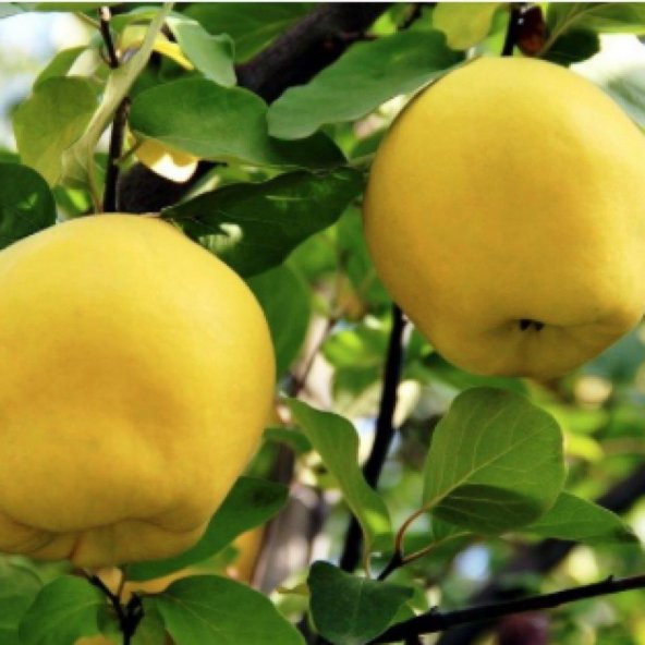 Tüplü Aşılı Bol Verimli Tam Bodur Leziz Eşme Ayva Fidanı - Resim 4