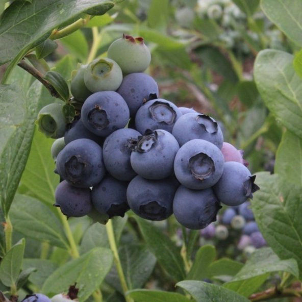 Tüplü Legacy Yaban Mersini Likapa Blueberry Fidanı