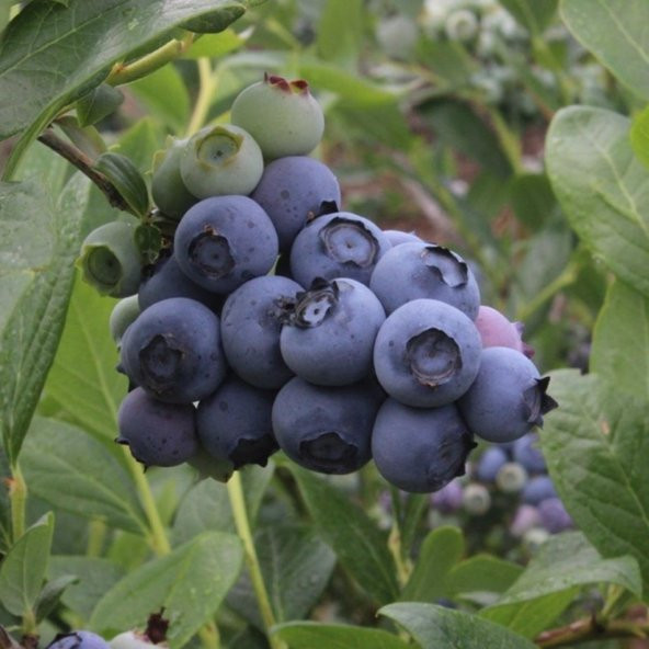 Tüplü Legacy Yaban Mersini Likapa Blueberry Fidanı - 2