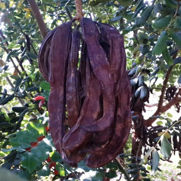 Tüplü Keçi Boynuzu (Harnup) Fidanı - 2