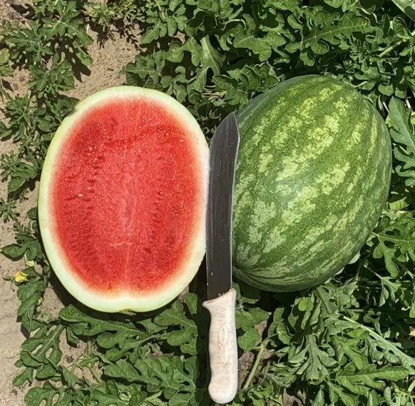 Crimson Karpuz Fidesi (5 adet) - Resim 7