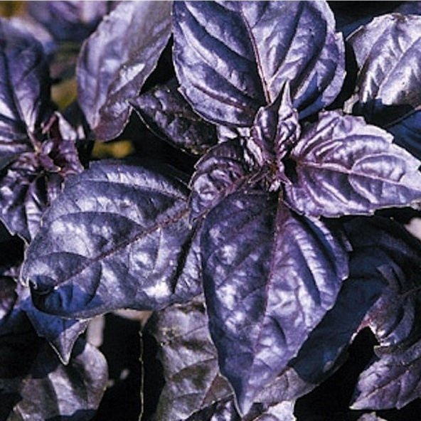 Reyhan Mor Fesleğen Tohumu(100 tohum) - Resim 2