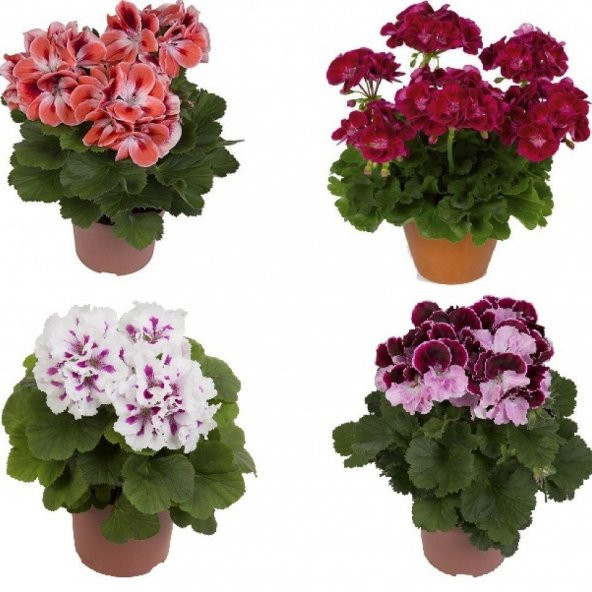 Colorama Karışık Renkli Hibrit Sardunya Çiçeği Tohumu (24 tohum) - 2