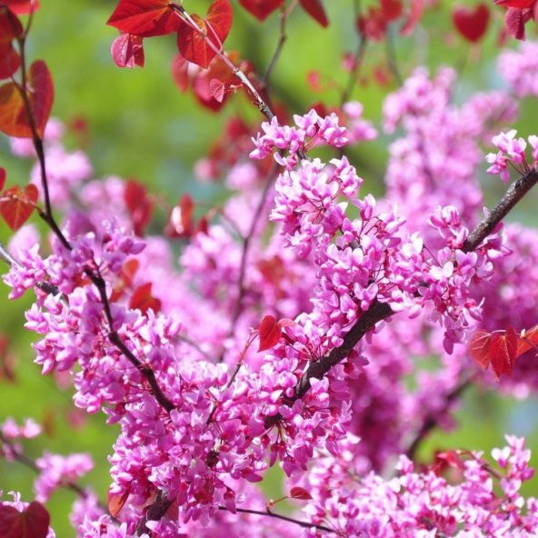 Tüplü Yoğun Kokulu Erguvan Ağacı Fidanı - Resim 3