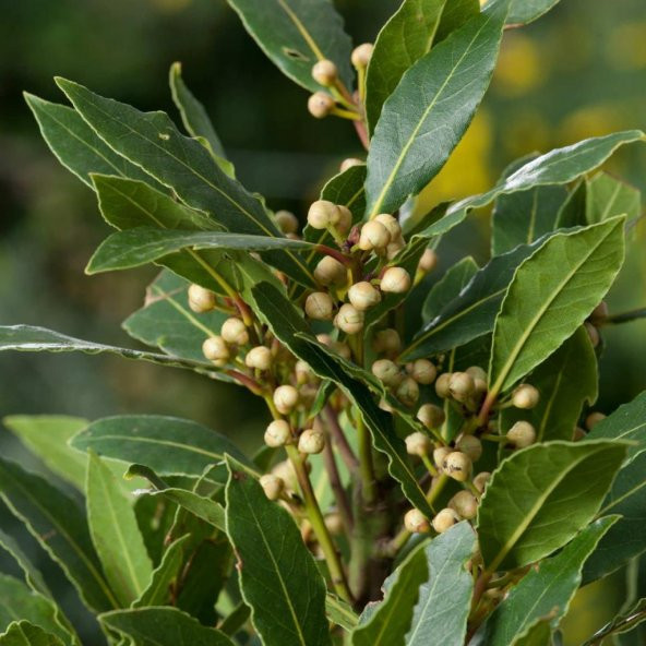 Tüplü Aromatik Defne (Laurus Nobilis) Fidanı - 2