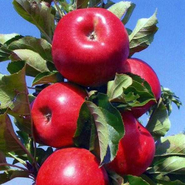 Tüplü Leziz Kokulu Sulu Verimli Tam Bodur Amasya Misketi Elma Fidanı ürün görseli 1