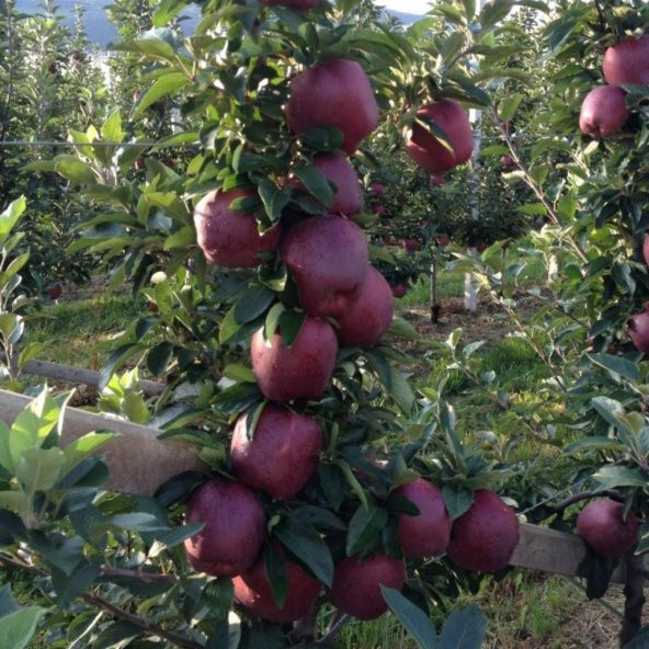 Tüplü Aşılı Yüksek Verimli Scarlet Spur Elma Fidanı