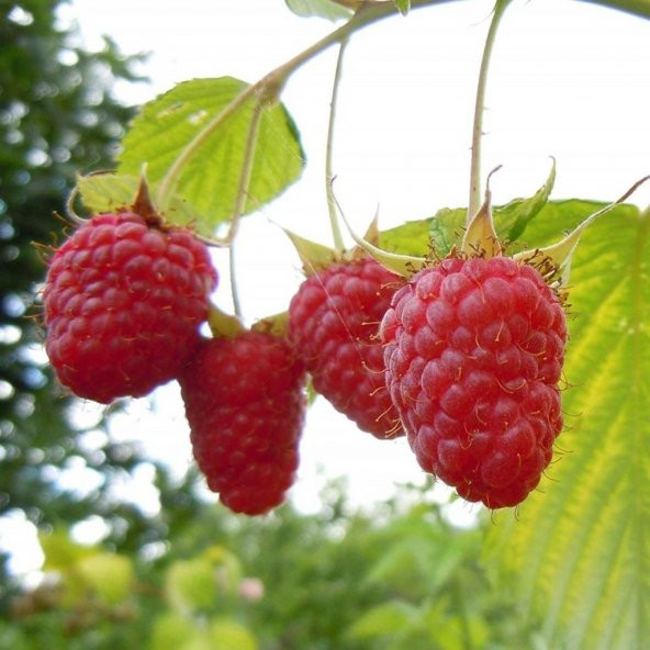 Tüplü Bol Verimli Aromalı Yediveren Ruby Ahududu Fidanı