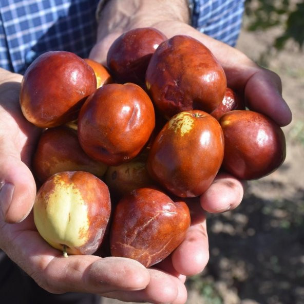 Tüplü İri Meyveli Hünnap Fidanı - Resim 7