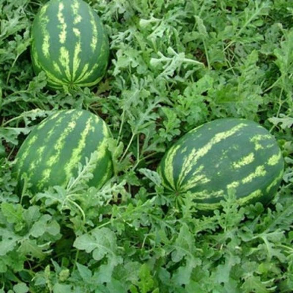 Crimson Karpuz Fidesi (5 adet) - Resim 5