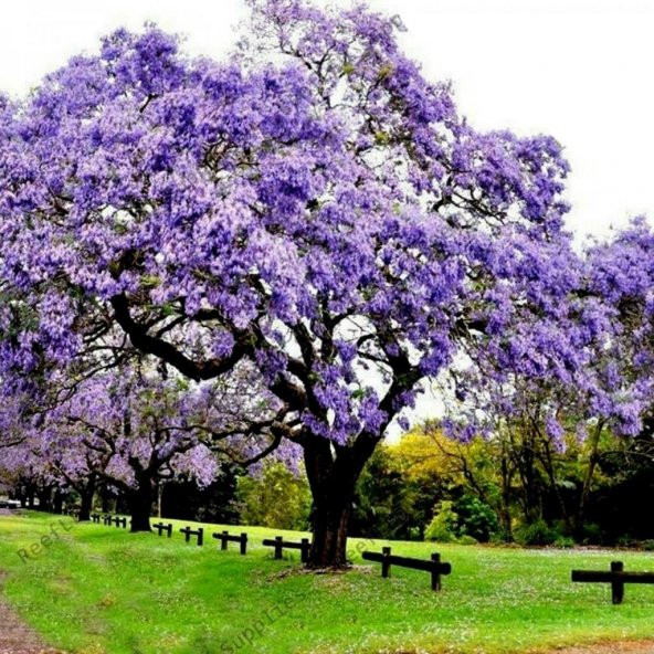 Tüplü Mor Çiçekli Yoğun Kokulu Paulownia Ağacı Fidanı (60-100 cm) - 8
