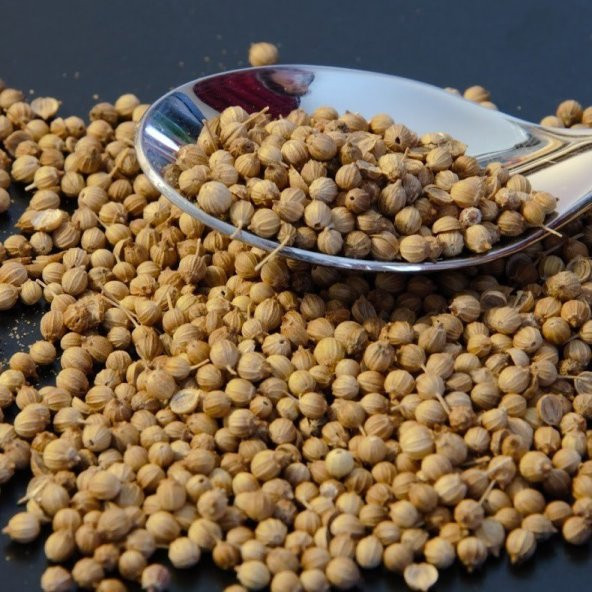 Kişniş Tohumu (Aşotu) 50 tohum - Resim 2