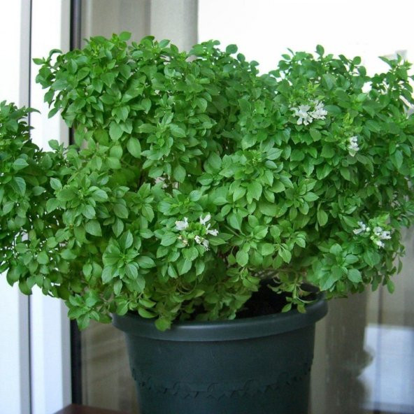 Geleneksel Küçük Yapraklı Saksılık Fesleğen Tohumu (100 tohum) - Resim 2