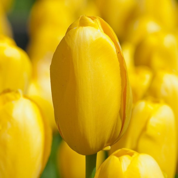 Jan Van Nes Sarı Lale Soğanı (5 adet) - 3