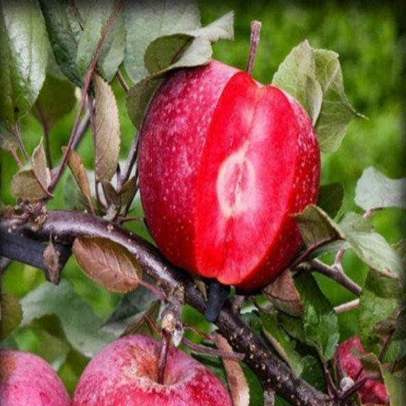 Tüplü Aşılı Nadir Çeşit Verimli Yarı Bodur İçi Dışı Kırmızı Elma Fidanı - Resim 5