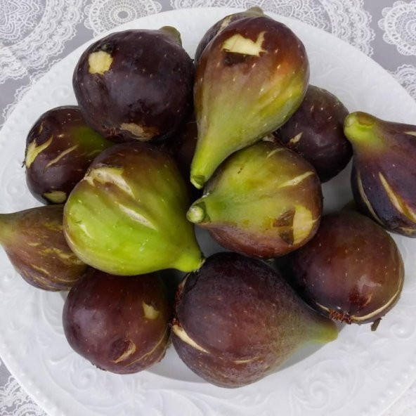 Tüplü Karadeniz Patlıcan İnciri Fidanı - 4