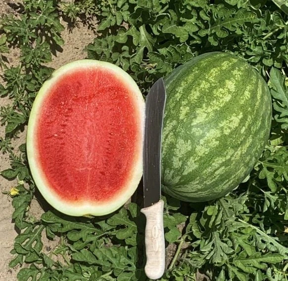 Crimson Karpuz Fidesi (5 adet) - Resim 8