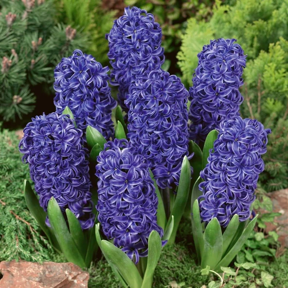 Blue Pearl Sümbül Hyacinthus Soğanı (3 adet) - Resim 3