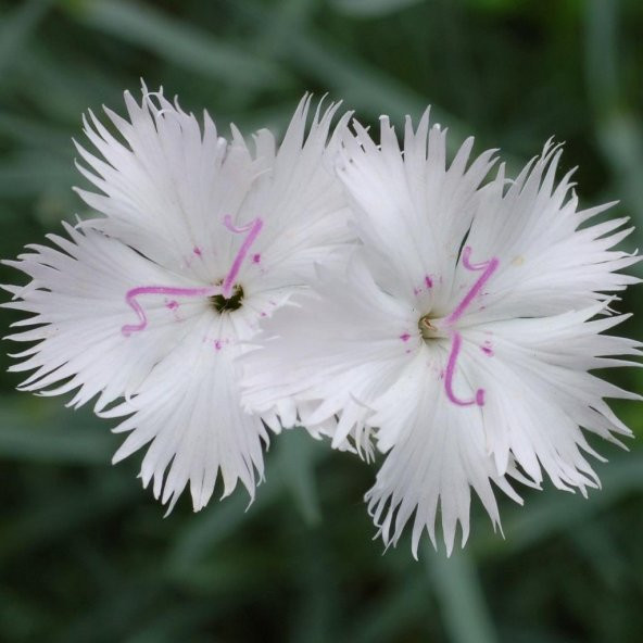 Superbus White Bol Kokulu Karanfil Çiçeği Tohumu (100 adet) ürün görseli 1