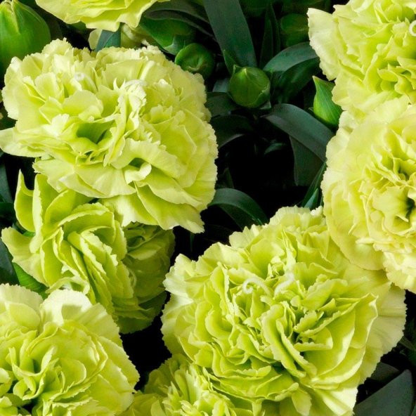 Chabaud Sarı Karanfil Çiçeği Tohumu (70 adet) - 2