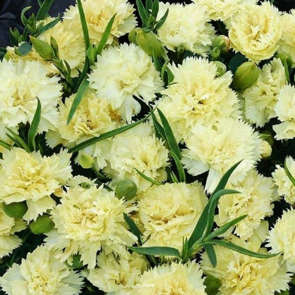 Marie Chabaud Sarı Karanfil Çiçeği Tohumu (190 tohum) - Resim 3