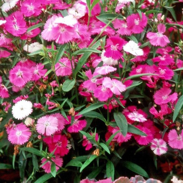 Dianthus Bahar Pembesi Çiçeği Tohumu (50 adet) - Resim 3
