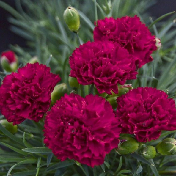 Chabaud Crimson Karanfil Çiçeği Tohumu (70 adet) - Resim 2